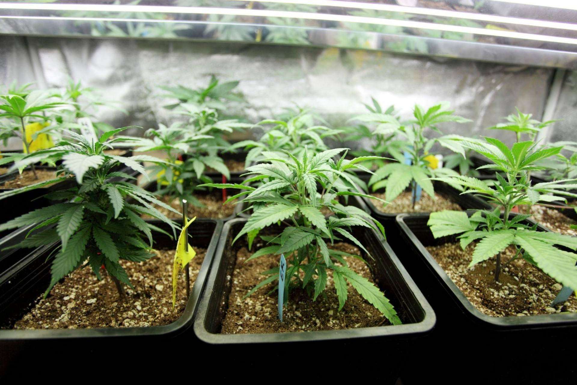 De Pata Verde: ¿Se puede comprar marihuana legal en España?