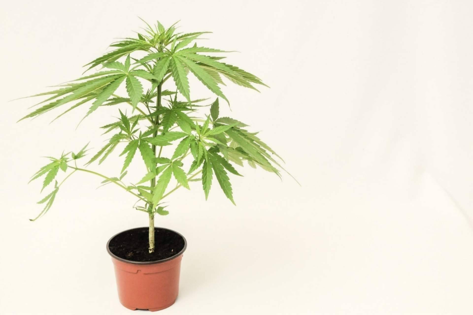De Pata Verde explica qué es el CBG