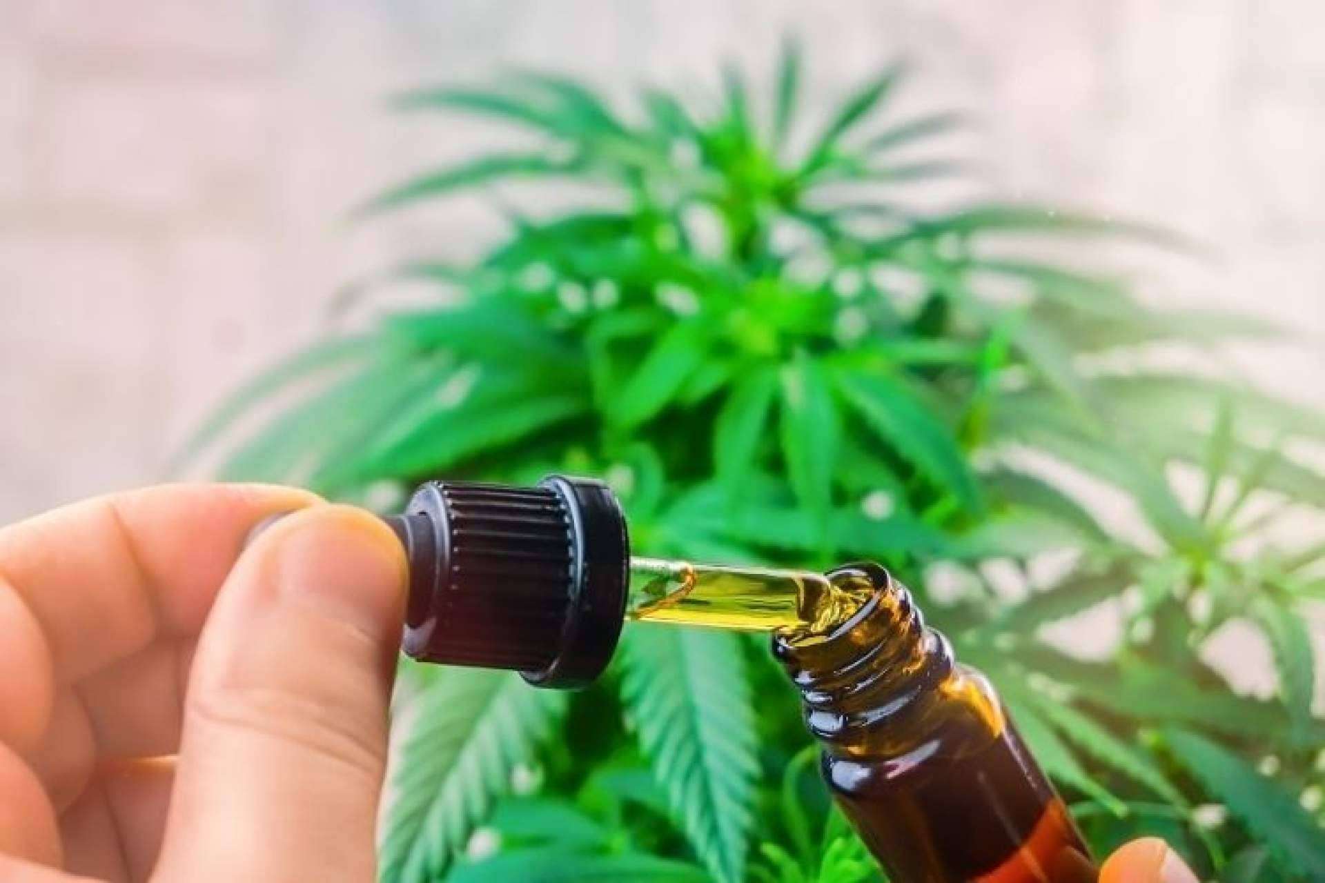 CBD Organics expone los beneficios de los aceites de CBD