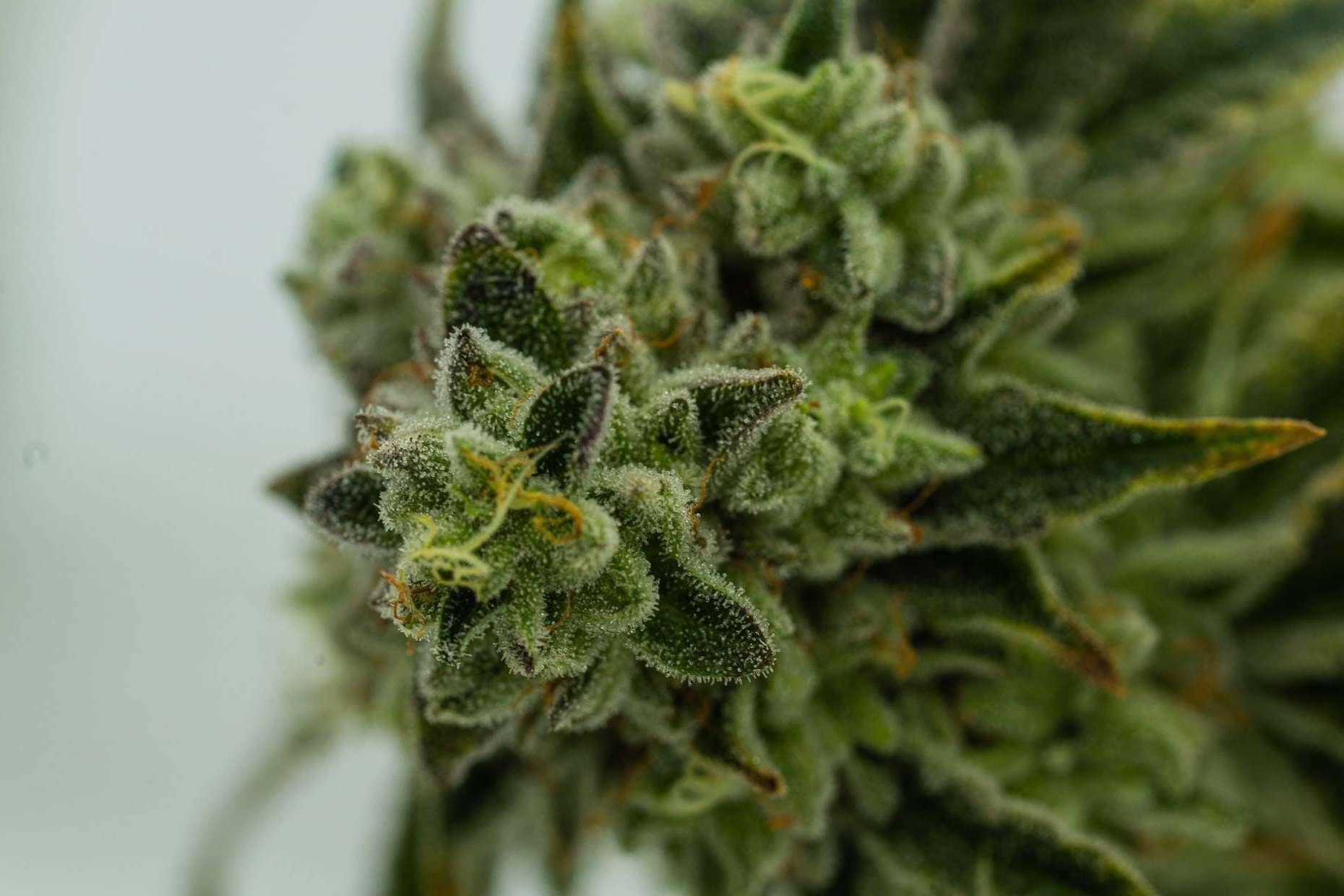¿El cannabis es paraíso o infierno?