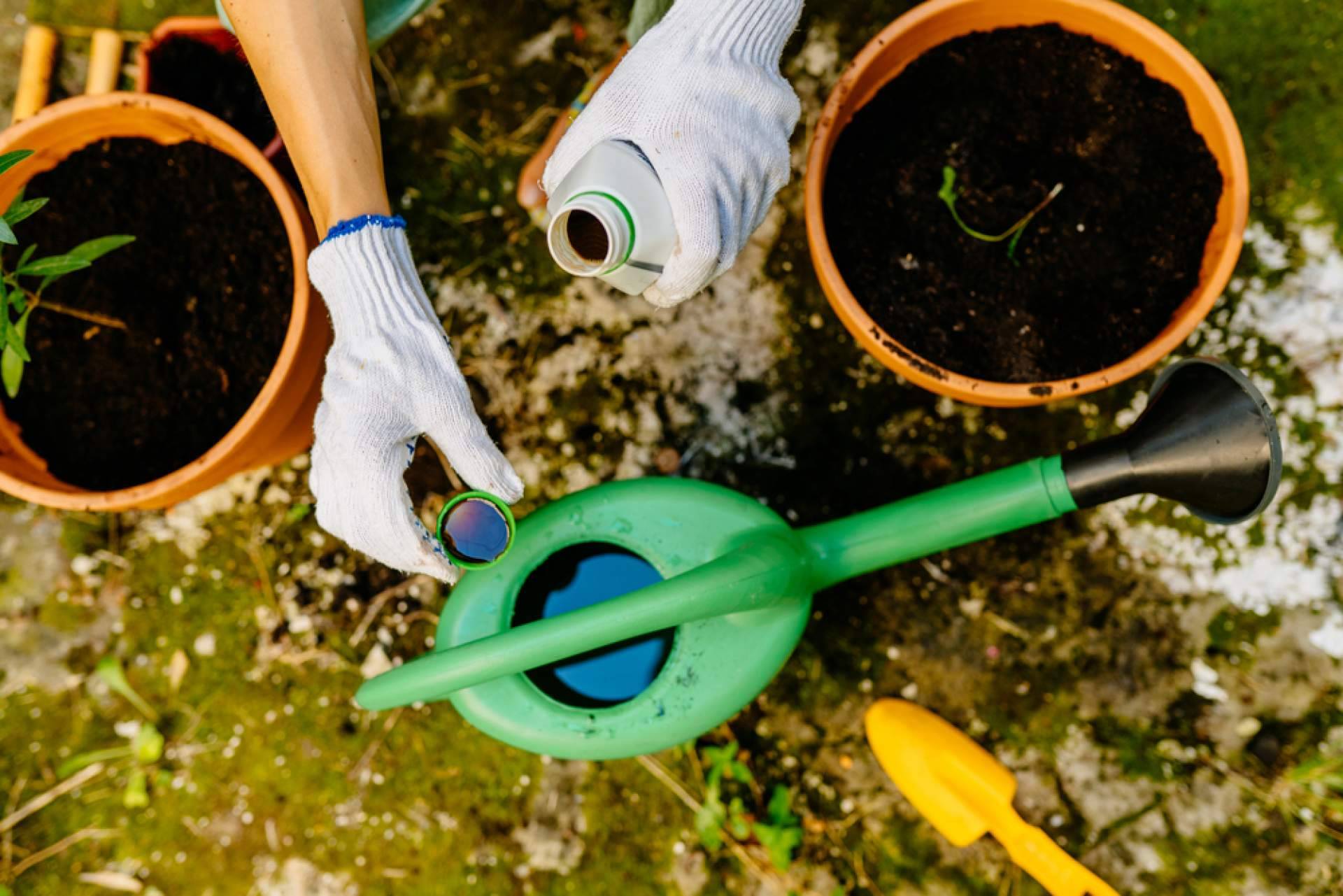¿Cuáles son los abonos para plantas más recomendables?