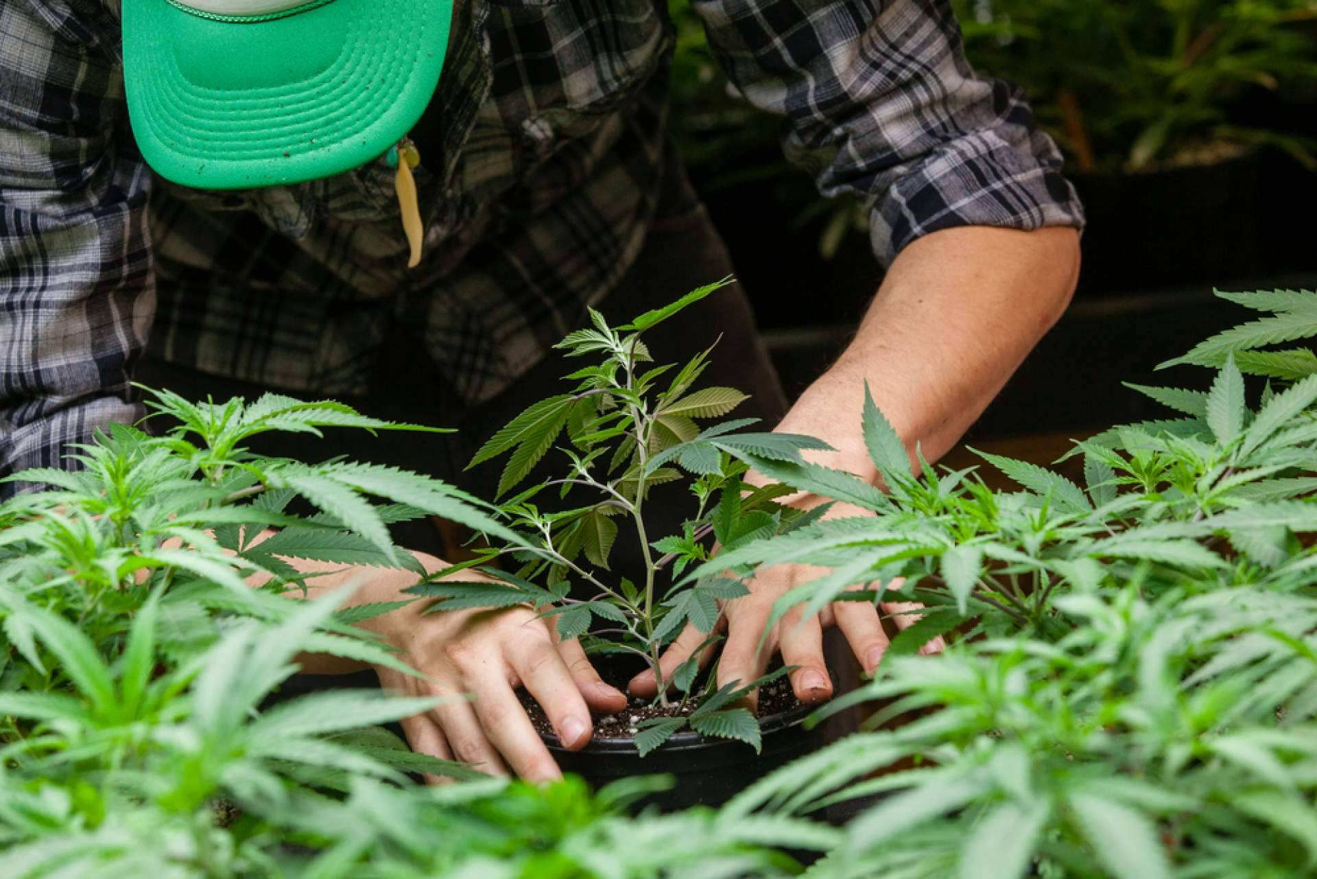 Un grow económico pero con una oferta de primera calidad, Growmania