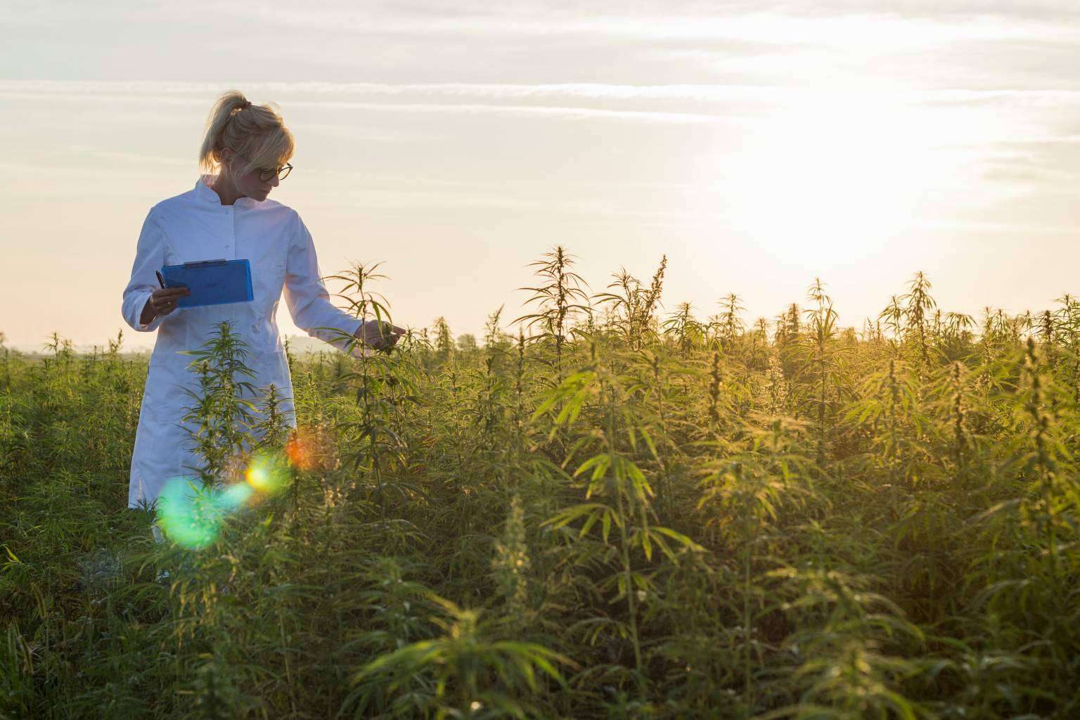 Iberian CBD, la situación del cultivo de cáñamo en España