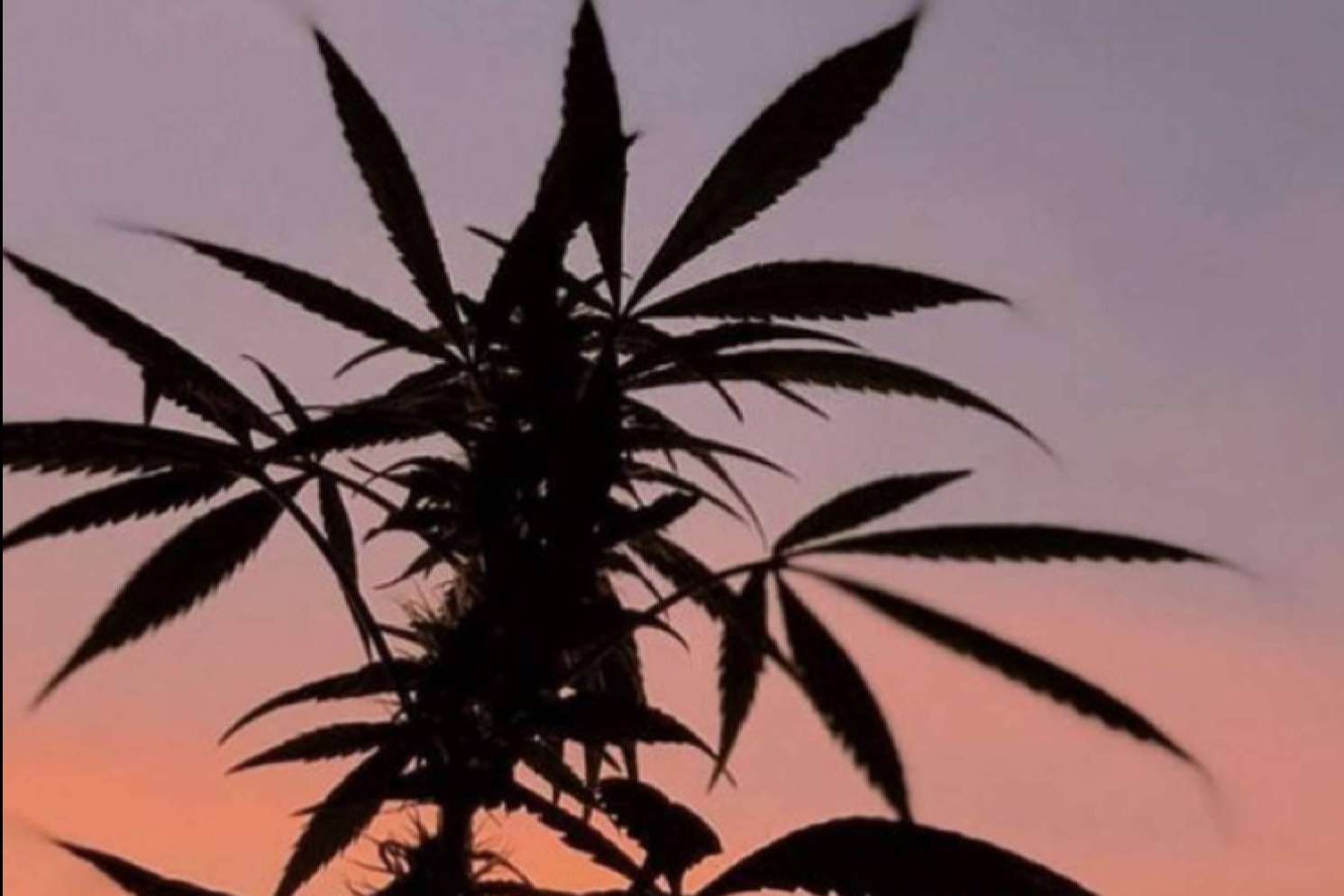 ¿Se puede vender CBD en los estancos de España?, por La Mal Querida