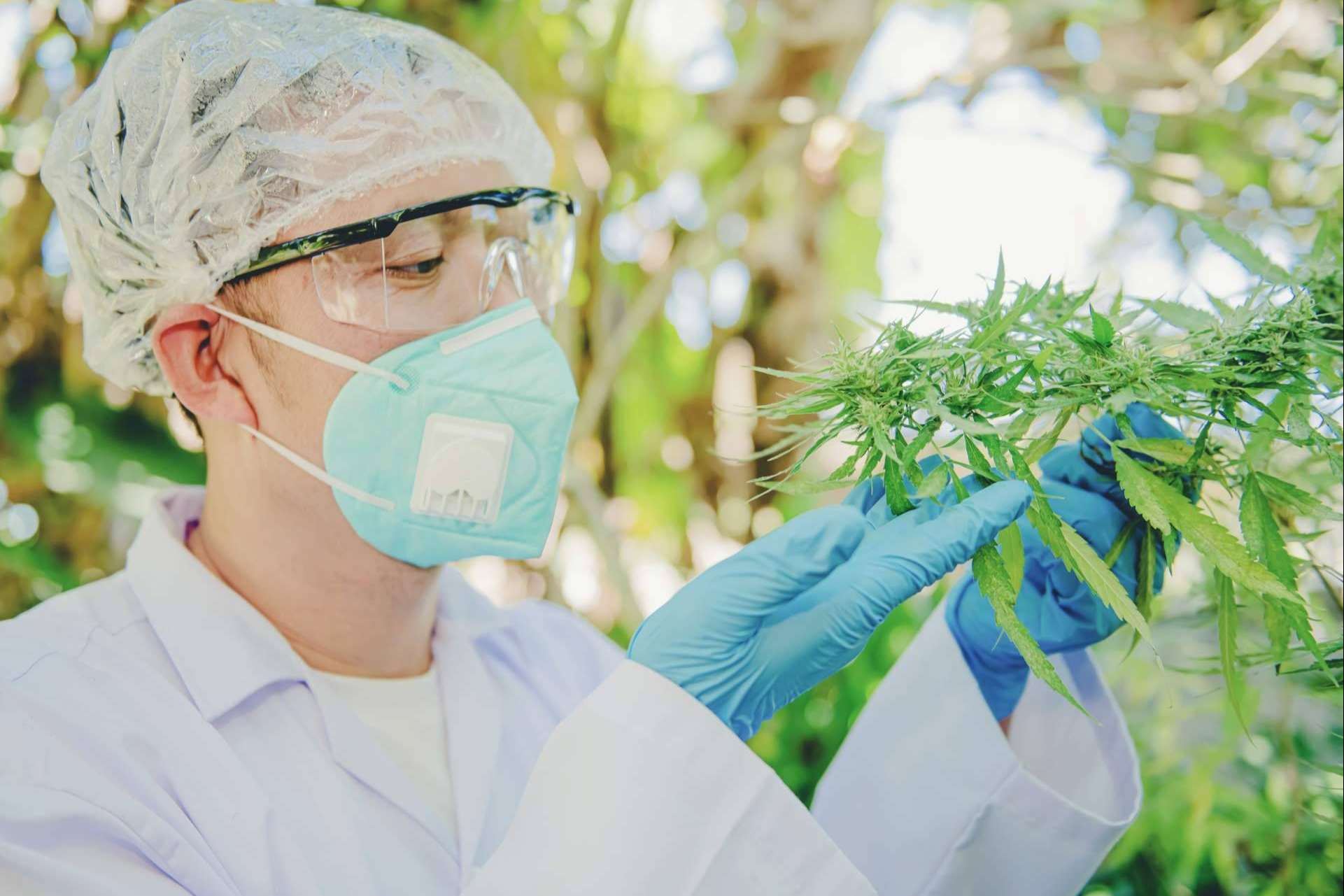 Conocer todos los beneficios medicinales de la planta del cannabis