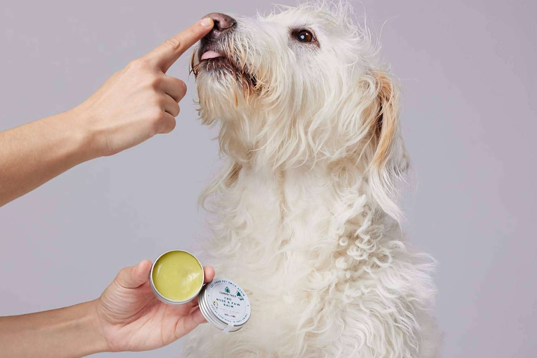 Cannabis para perros, una tendencia que toma fuerza