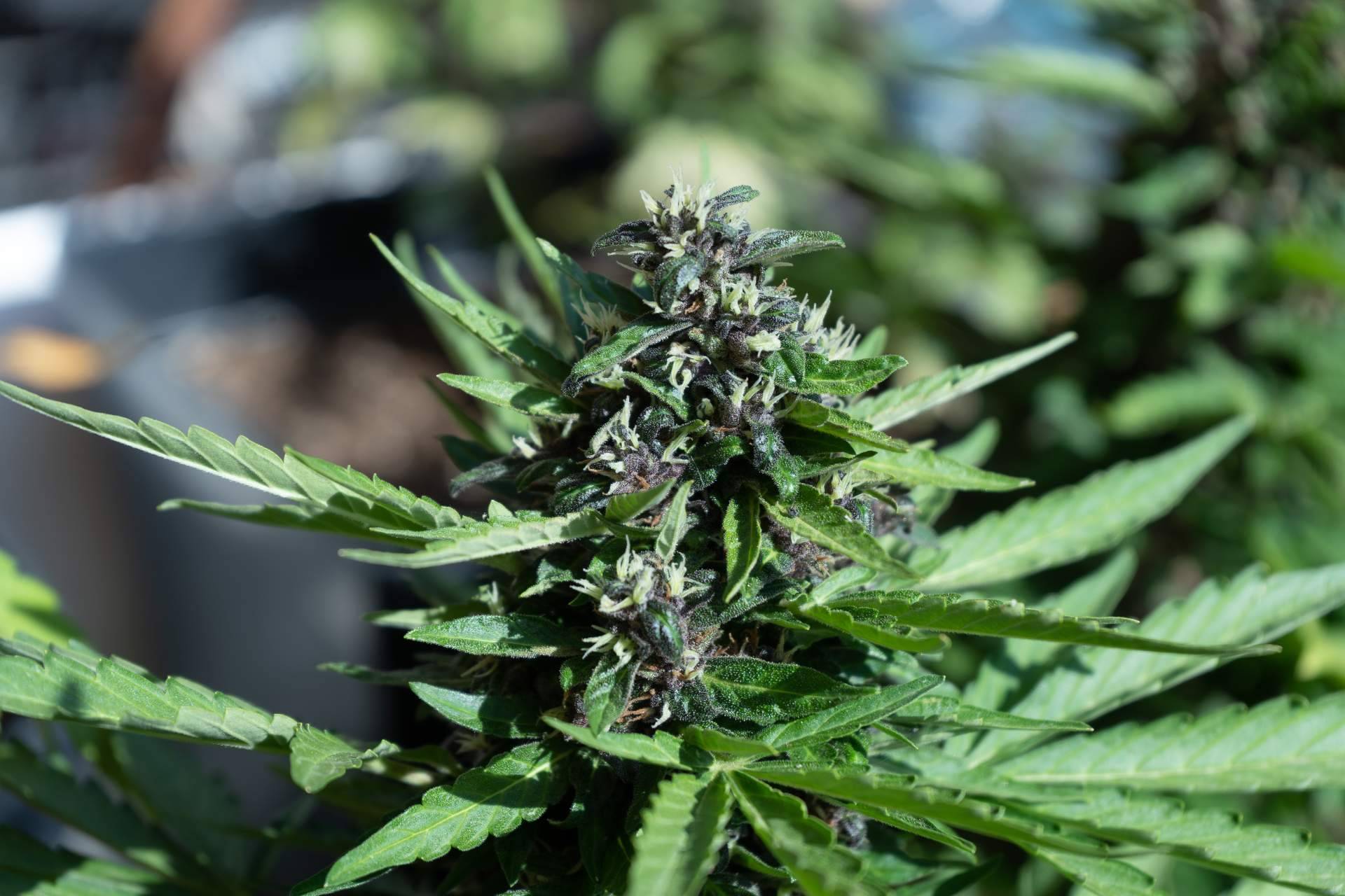 Obtener flores CBD premium en Bee Products