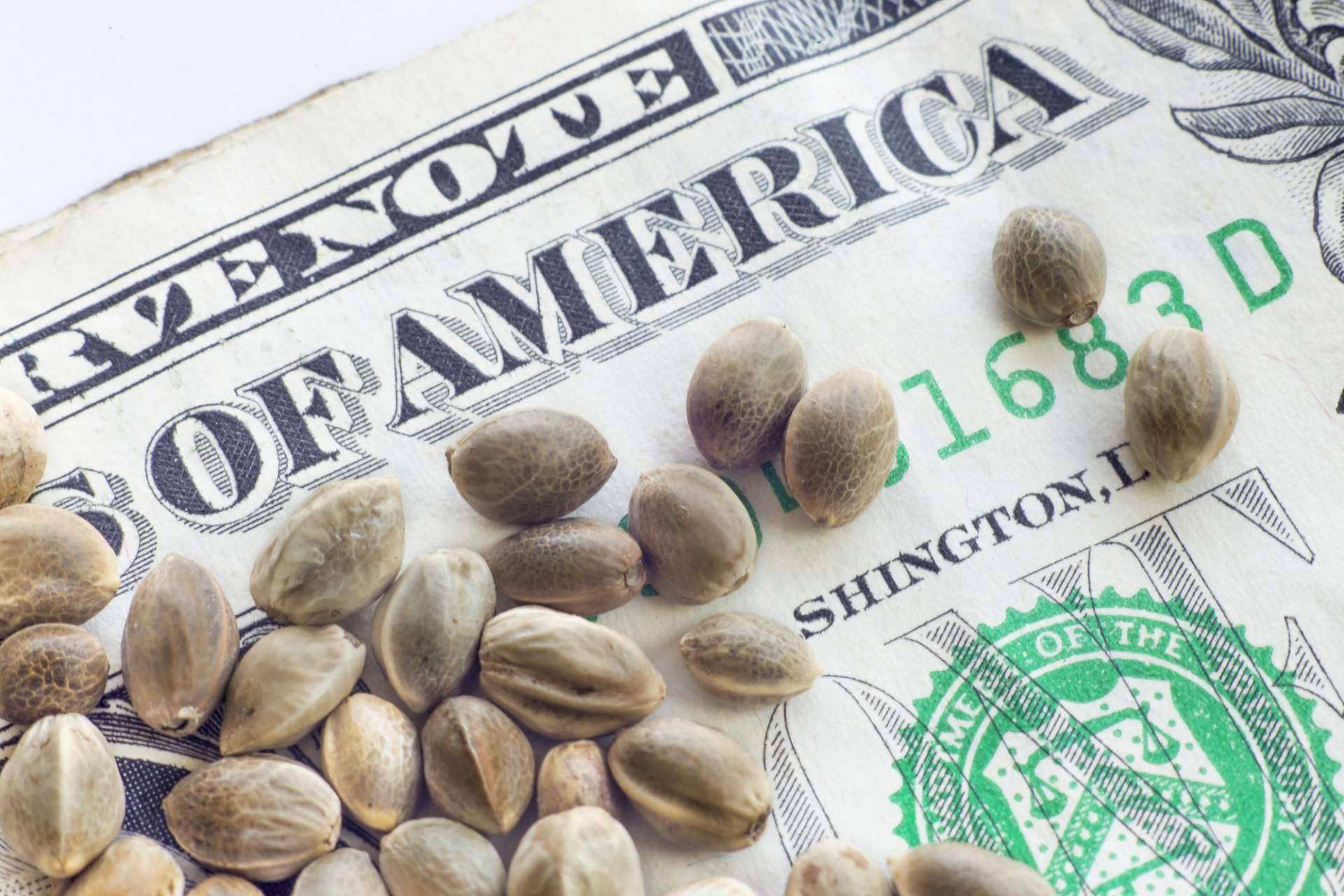 El mercado global de semillas de cannabis alcanzará los 6.500 millones de dólares en 2031